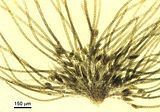 Feldmannia irregularis3